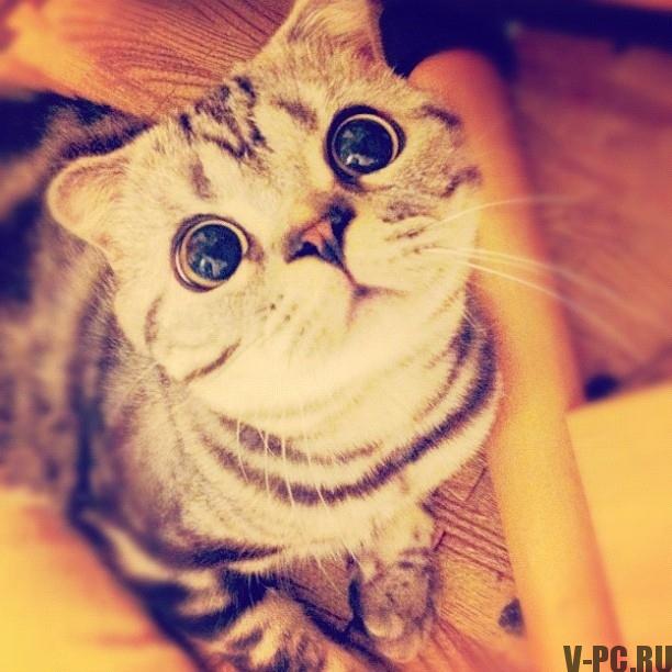 Shishi-Maru-famoso-cat-on-Instagram-005