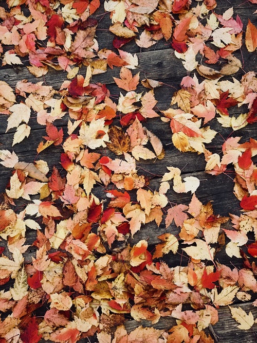 Idee fotografiche autunnali per instagram - foglie
