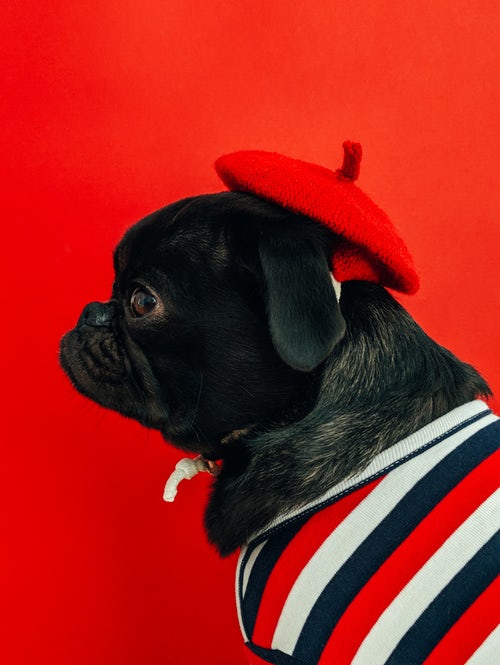 Idee fotografiche autunnali per instagram - pug in un berretto rosso