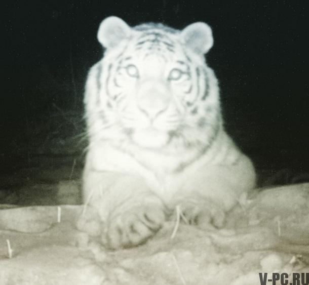 tigre ha fatto un selfie